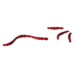 Berkley Gulp Alive Bloodworms Sahte Kurt - Berkley