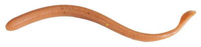Berkley Gulp Nightcrawler Sahte Kurt - 3