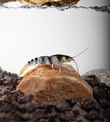 BEZLİ KARİDES 55 SARI/ŞEFFAF/SİYAH 30P - YERLİ