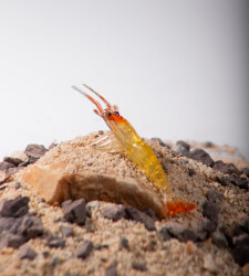 BEZLİ KARİDES 55 TURUNCU/SARI/ŞEFFAF 30P - YERLİ