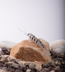 BEZLİ KARİDES 75 ŞEFFAF/SİYAH 20P - YERLİ