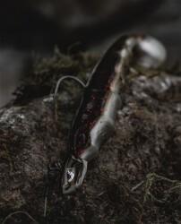 BKK Refrax Jig-Natural Goby - 3