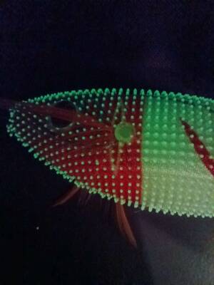 Captain 3028 Kalamar Zokası 8cm Toto Zogga Glow Deri Kaplama - 11