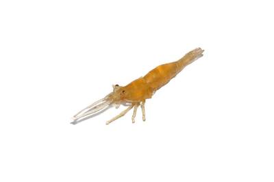 Captain 3054 Silikon Karides 75cm Suni Yem 5li Paket - 1
