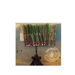 Çinekop Kösteği UV-GLOW Simli Youvella Kartonda 50 İğne 025mm Köstek - 7