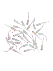 Fujin Baby FRY 2cm LRF Silikon Yem - 15