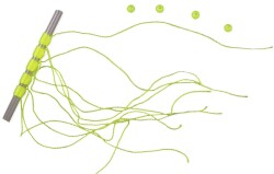 Lineaeffe Stoper Tope - Lineaeffe