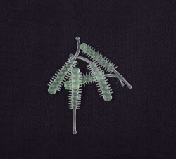 Mutant 3062 Forty Foot 35cm LRF Silikon Suni Yem 5li Paket - 8