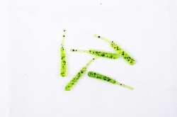 Mutant 3062 Forty Foot 35cm LRF Silikon Suni Yem 5li Paket - 5