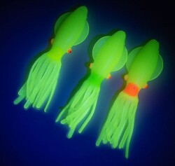 Solid squid 7cm 6pack - 2