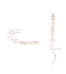 SPIINX BENDURA 9,5CM 5P CLEAR SECRET GLOW - 2