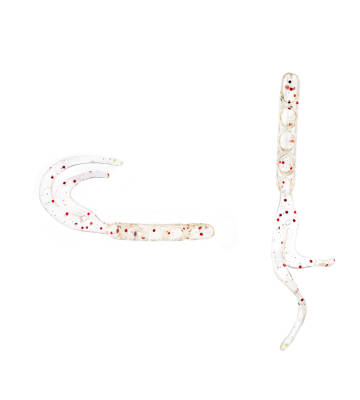 SPIINX BENDURA 9,5CM 5P CLEAR SECRET GLOW - 2