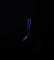 SPIINX CRAZY TAIL KUYRUK 7.5CM 10P BLUE SILVER - 2