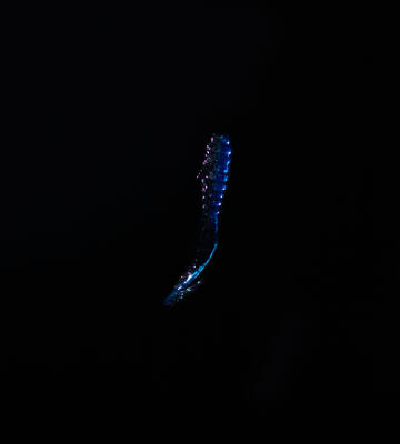 SPIINX CRAZY TAIL KUYRUK 7.5CM 10P BLUE SILVER - 2