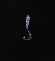 SPIINX CRAZY TAIL KUYRUK 7.5CM 10P CLEAR SILVER - 2