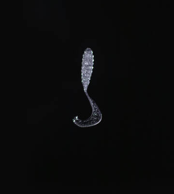 SPIINX CRAZY TAIL KUYRUK 7.5CM 10P CLEAR SILVER - 2