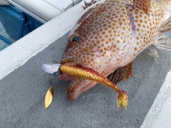 XESTA SHAD STAR SİLİKON 3.5' 9.5CM LPW 6P - 5